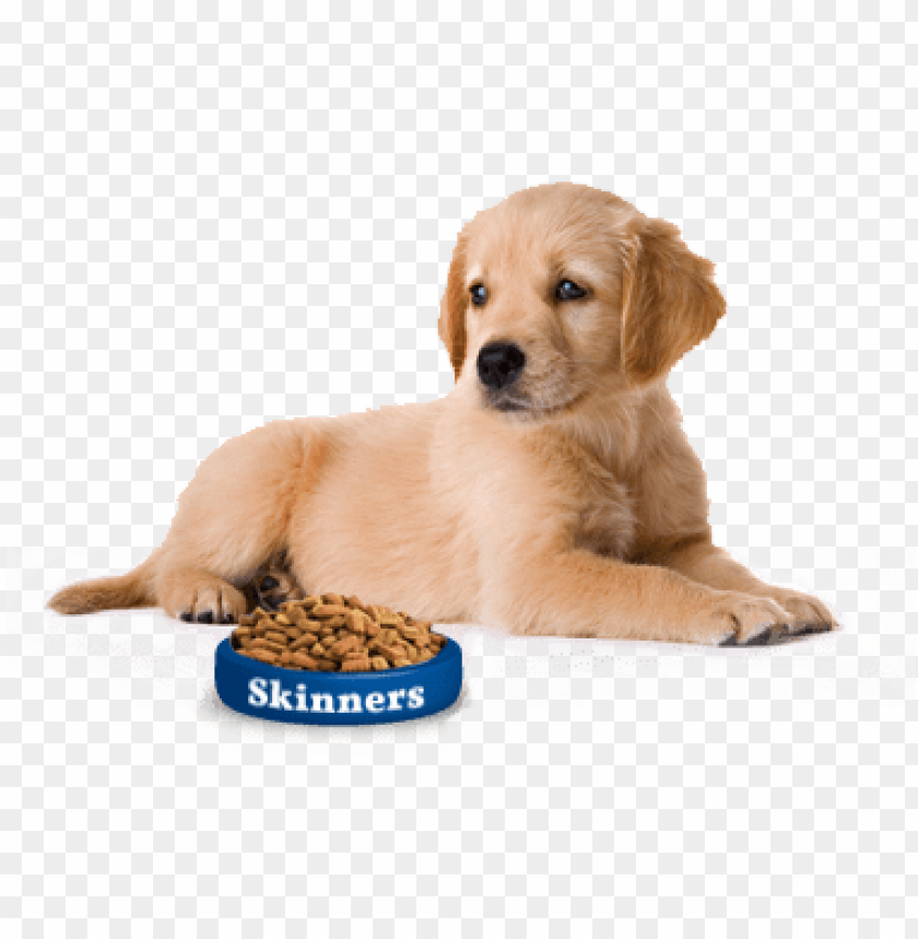 Free download | HD PNG cute dog png puppy good pet guide PNG ...