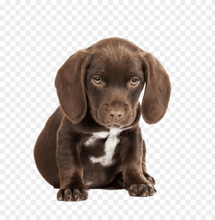 Free download | HD PNG cute puppies free pictures | TOPpng