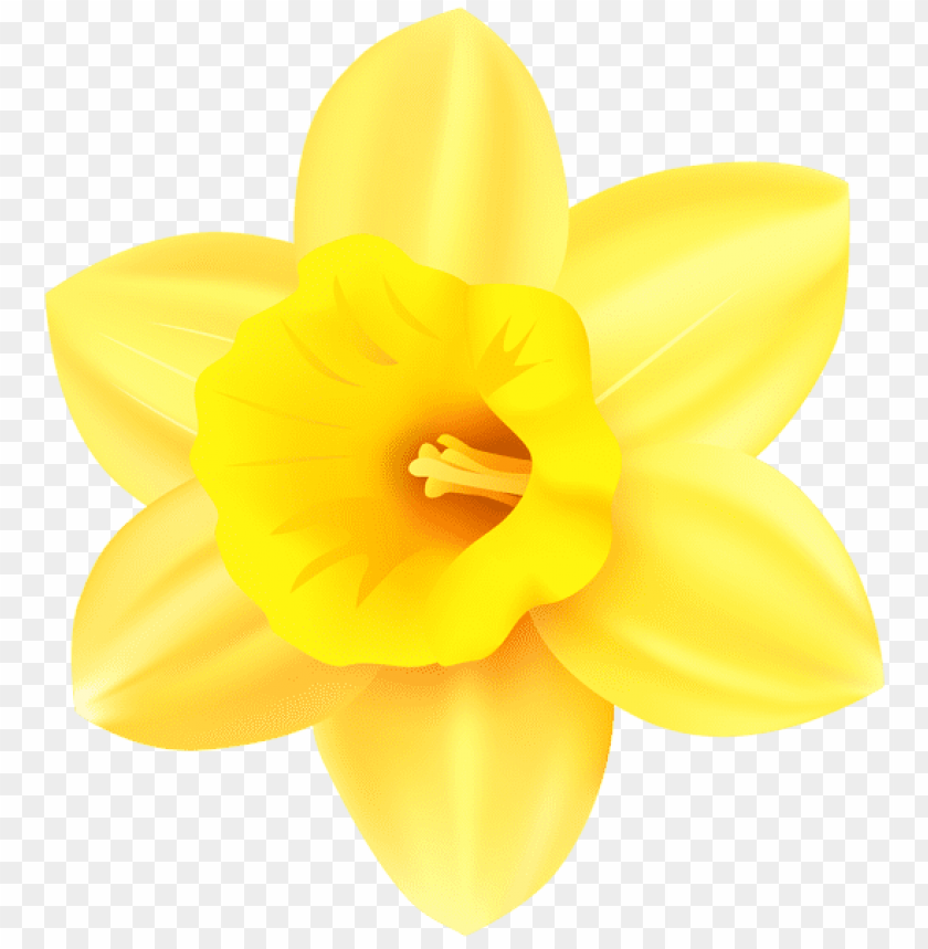 Free download | HD PNG PNG image of daffodil with a clear background ...