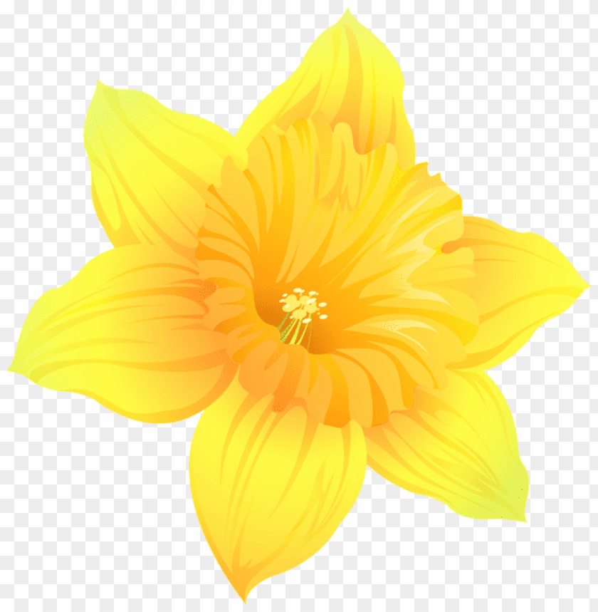 Free download | HD PNG PNG image of daffodil transparent with a clear ...