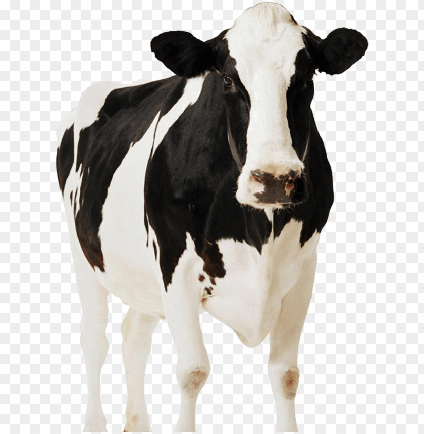 Download dairy cow png - front view of a cow png - Free PNG Images | TOPpng