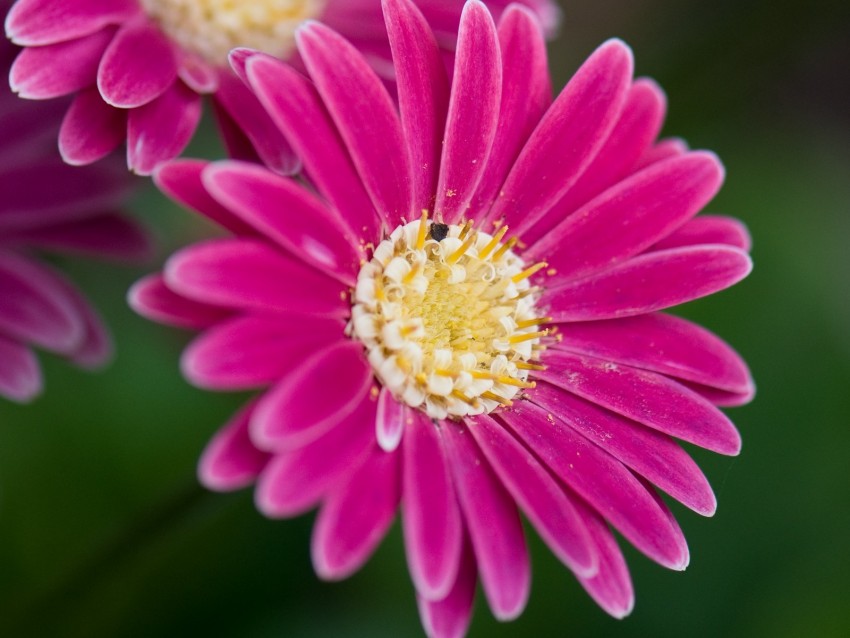 Free download | HD PNG daisies flowers bloom macro closeup 4k wallpaper ...