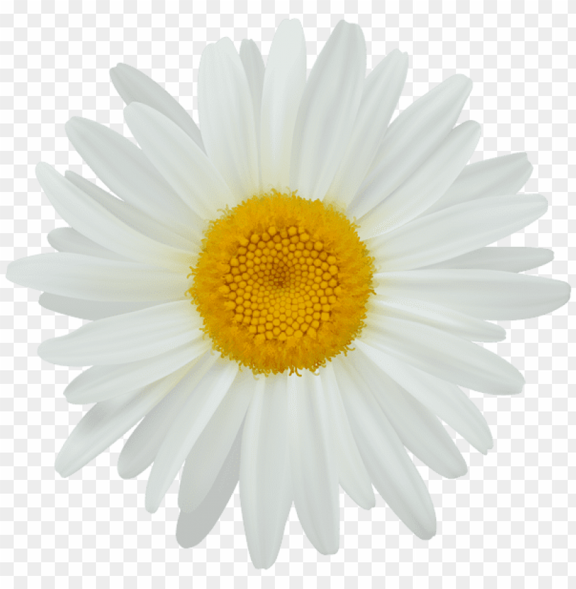 Free download | HD PNG PNG image of daisy with a clear background ...