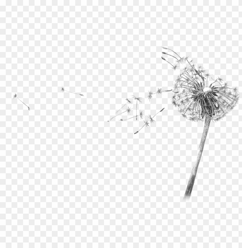 Dandelion Blowing Drawing Transparent Dandelion Black And White Drawi Png Image With Transparent Background Toppng