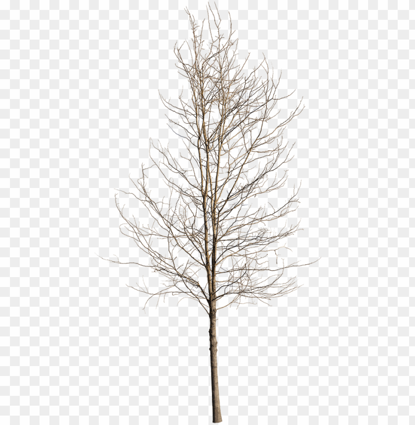 Tree Birch Cutout Png Clipart Images Toppng