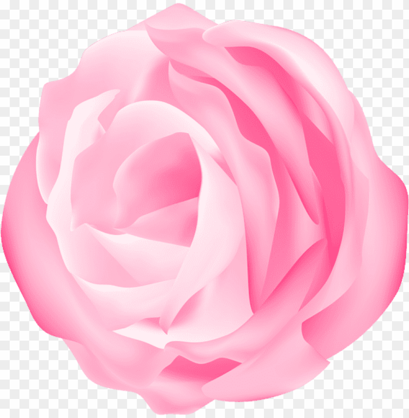 Free download | HD PNG PNG image of decorative rose pink transparent ...