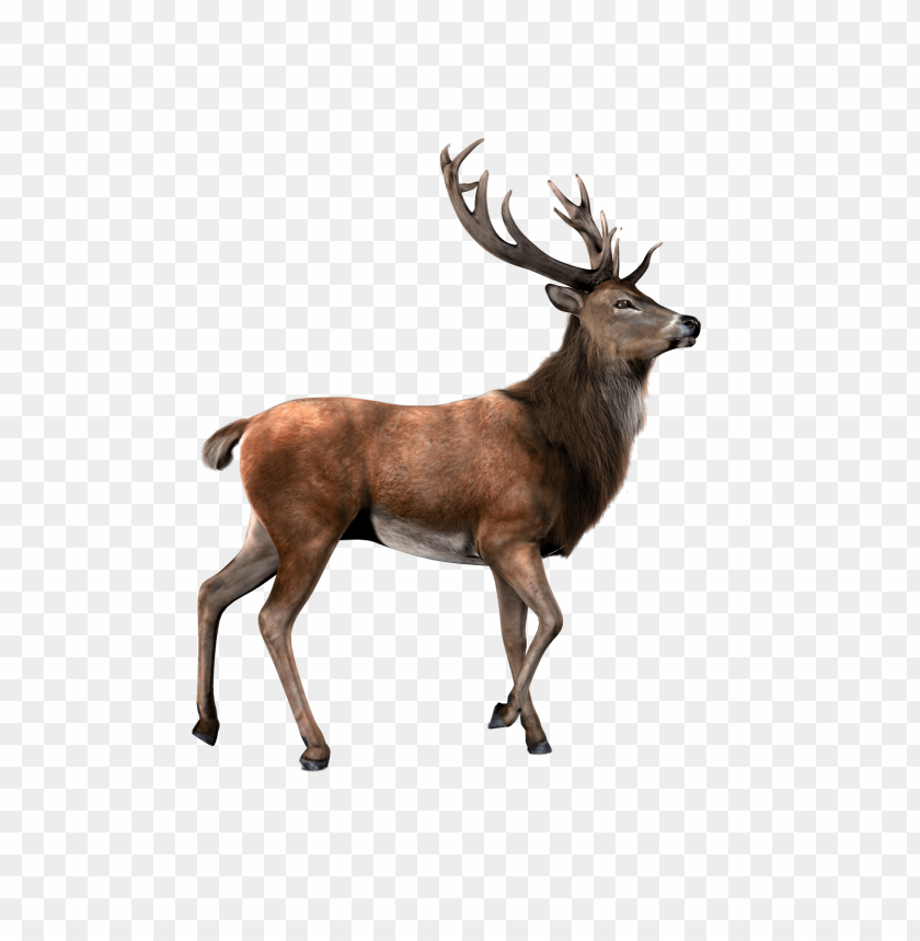 Free download | HD PNG deer png PNG transparent with Clear Background ...