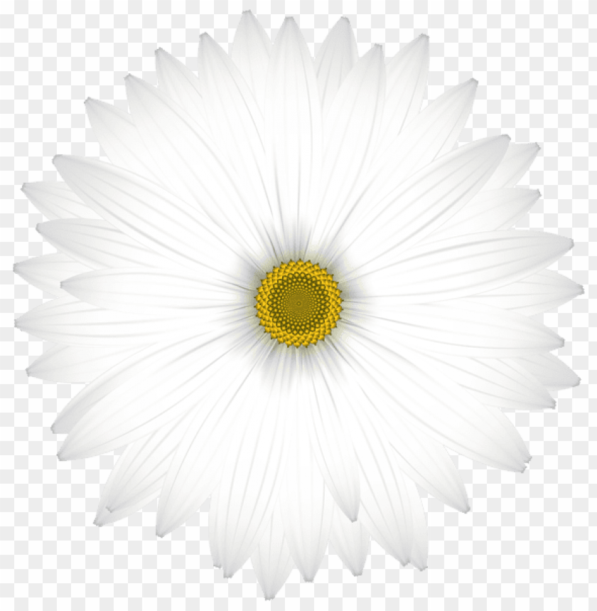 Free download | HD PNG PNG image of delicate white daisy transparent ...