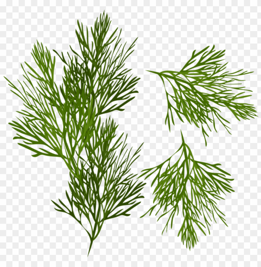 Free download | HD PNG Download dill png images background | TOPpng