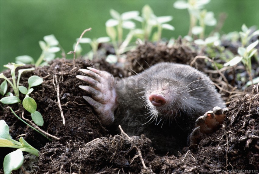 Free download | HD PNG dirt earth grass hole mole wallpaper background