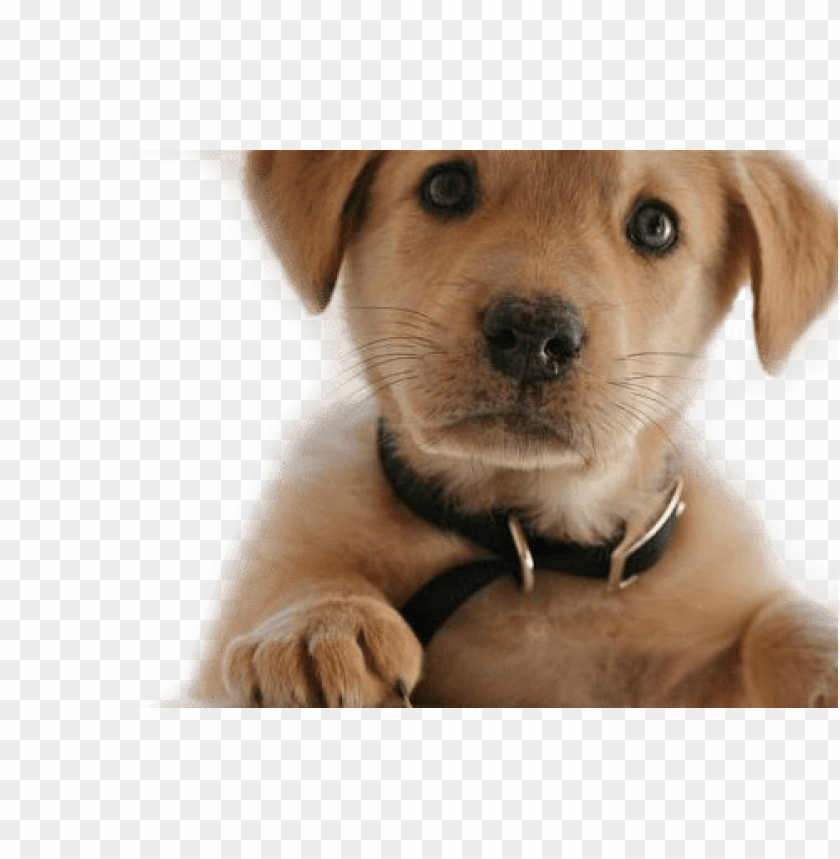 Free download | HD PNG puppy sitting with curious gaze short fur png ...