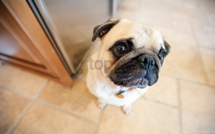 Dog Eyes Pug Face Wallpaper Background Best Stock Photos Toppng - roblox pug image id