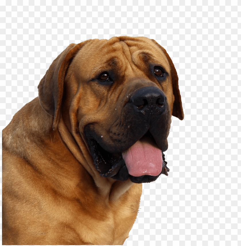 Download Dog Face Png Images Background Toppng