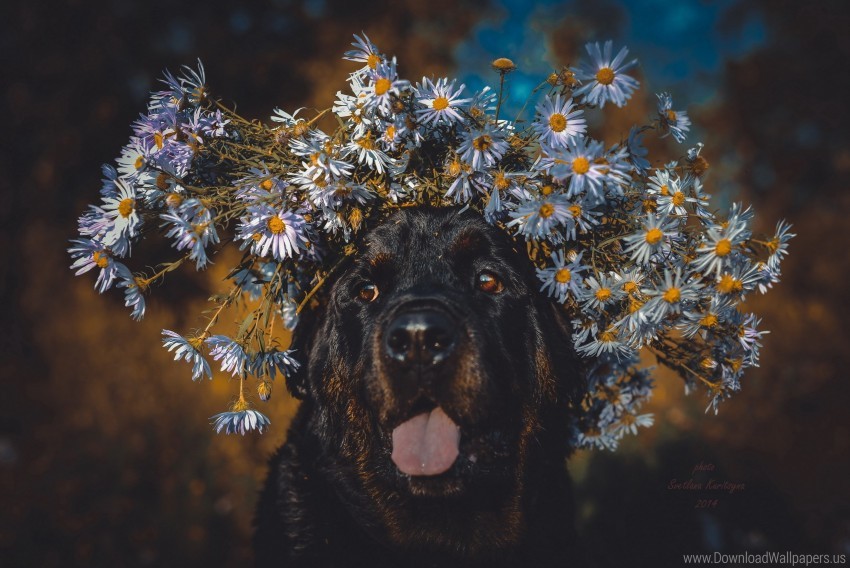 Free download | HD PNG dog face flowers protruding tongue wreath