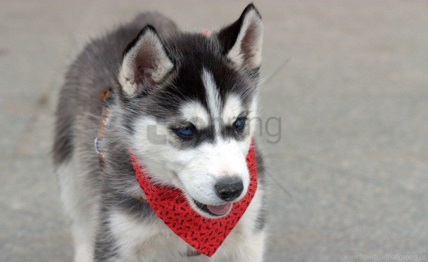 Dog Face Handkerchief Husky Puppy Wallpaper Background Best Stock Photos Toppng - derp husky dog roblox