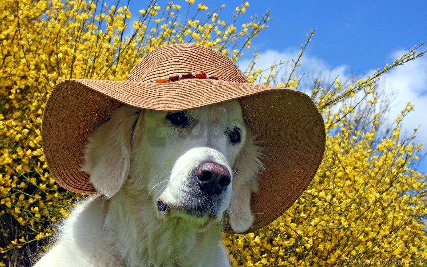 Free download | HD PNG dog face hat summer wallpaper background best