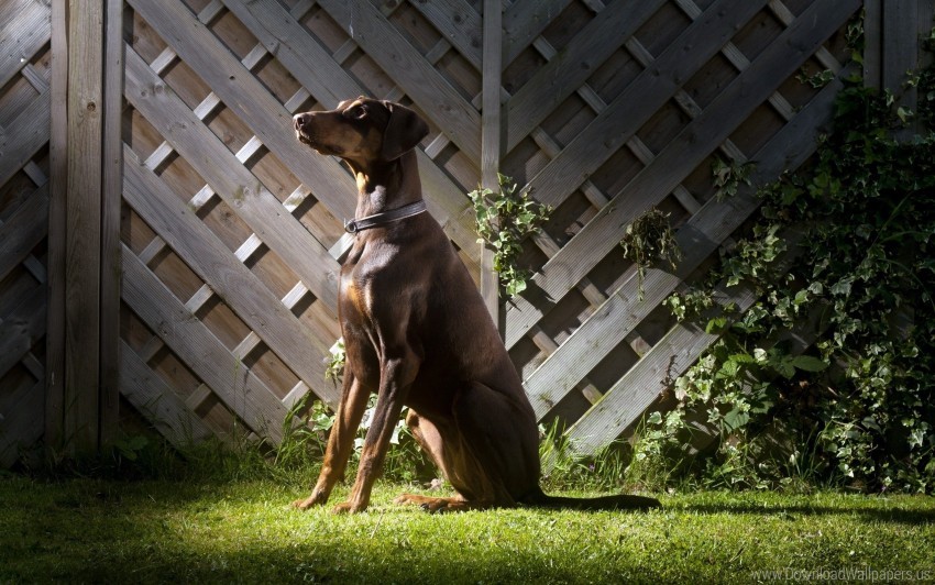 Download dog, fence, grass, shadow wallpaper png - Free PNG Images | TOPpng