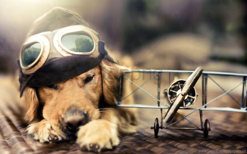 Free download | HD PNG dog hat pilot plane sunglasses wallpaper