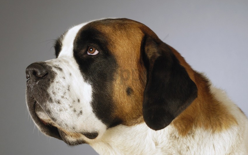 Free download HD PNG dog muzzle pro spotted st bernard wallpaper