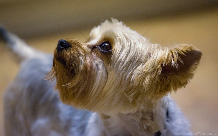 best muzzle for yorkshire terrier