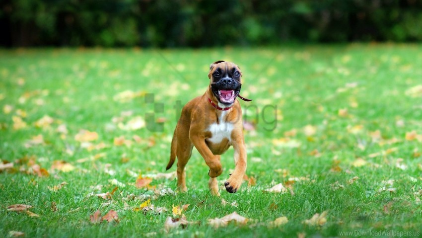 Free download | HD PNG dogs grass jump run wallpaper background best ...