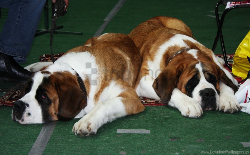 Free download HD PNG dogs lying muzzle st bernards waiting wallpaper