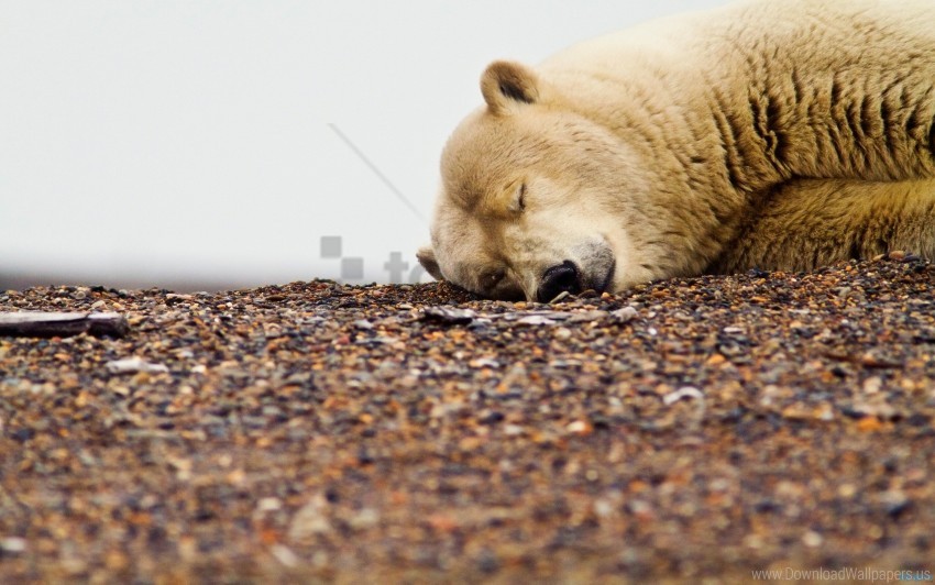 Free download | HD PNG down face polar bear sleep wallpaper background ...