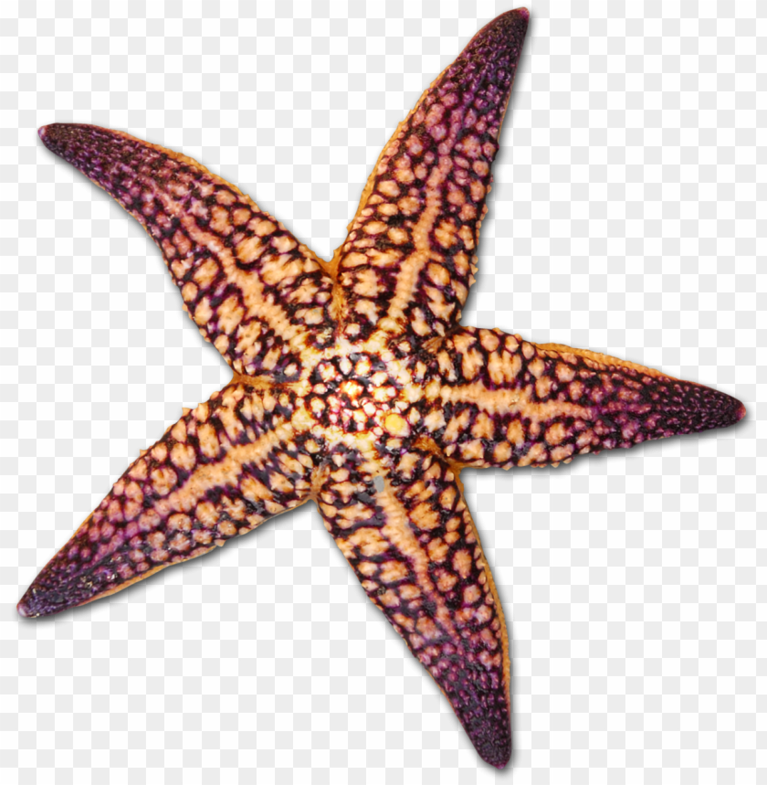 Free download | HD PNG drawing shells starfish png freeuse library ...