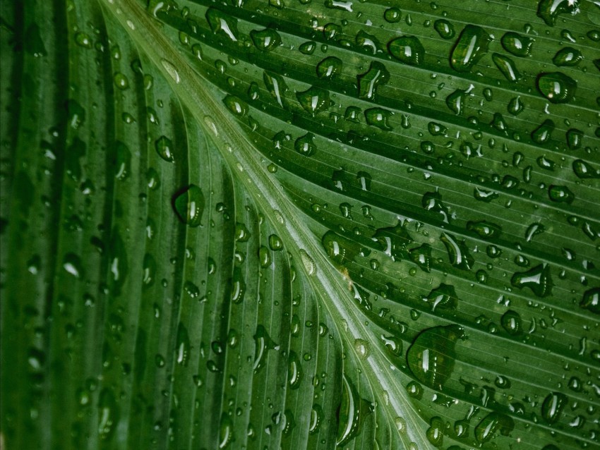 Free download | HD PNG drops moisture leaf plant green 4k wallpaper ...