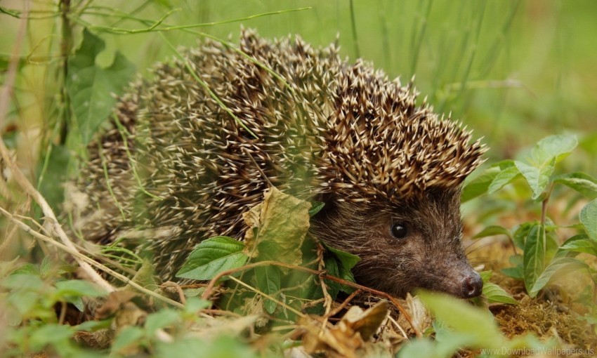 Free Download HD PNG Dry Grass Hedgehog Leaves Wallpaper Background