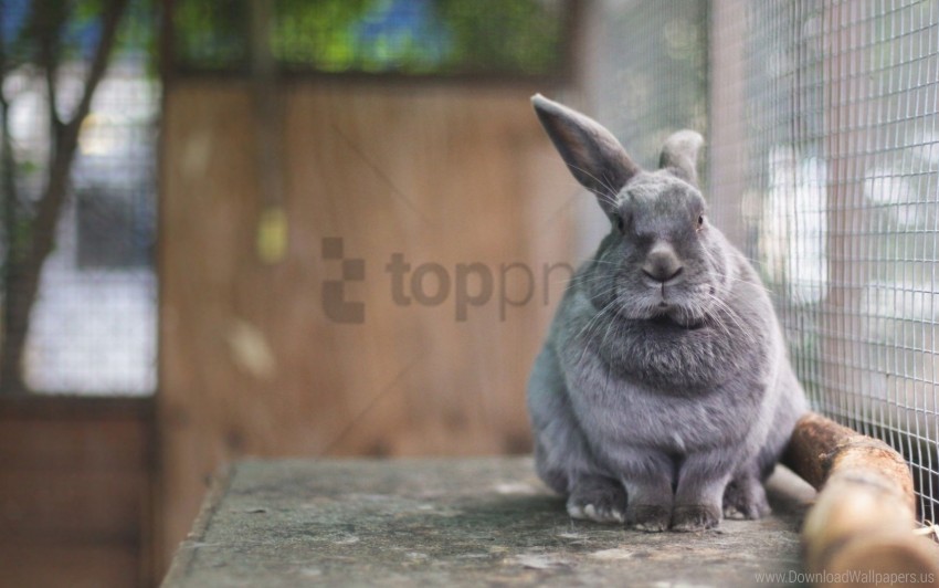 Free download | HD PNG eared in a cage rabbit wallpaper background best ...