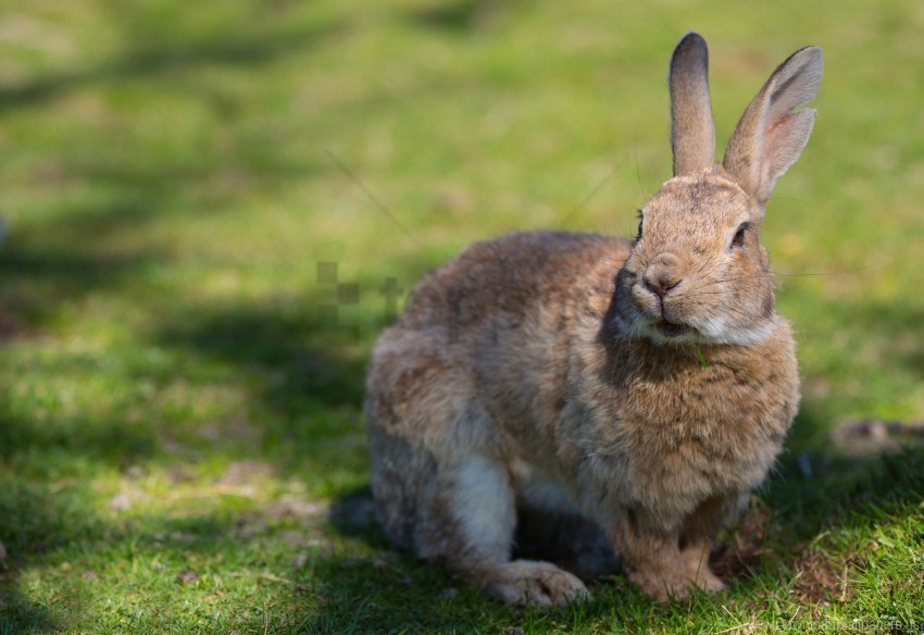 Free download | HD PNG ears grass rabbit shadow wallpaper background ...