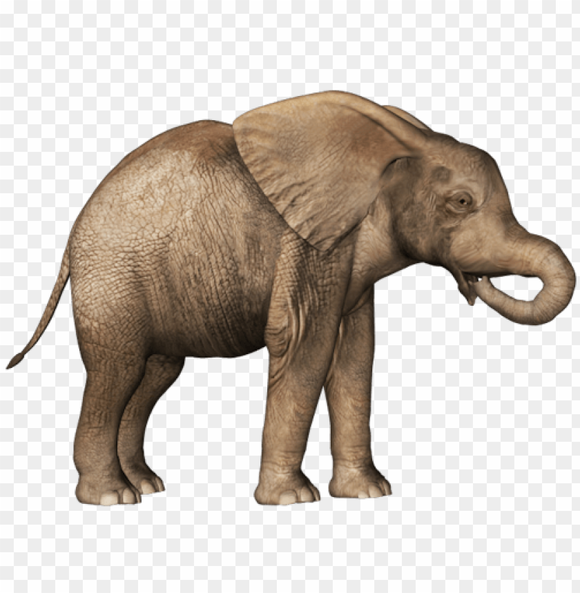 Free download | HD PNG elephant standing sideways with long tusks and ...