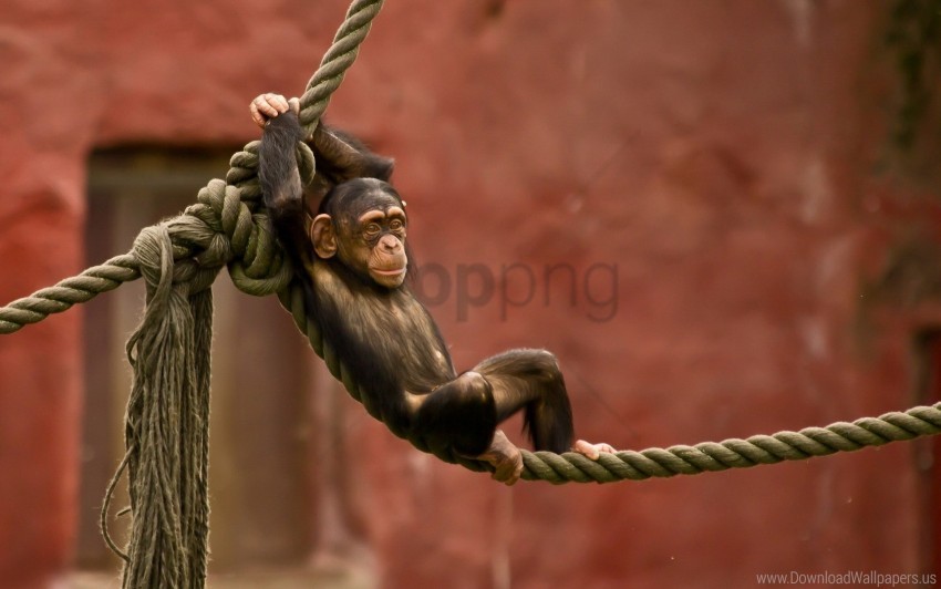 Free download | HD PNG entertainment monkey rope wallpaper background ...