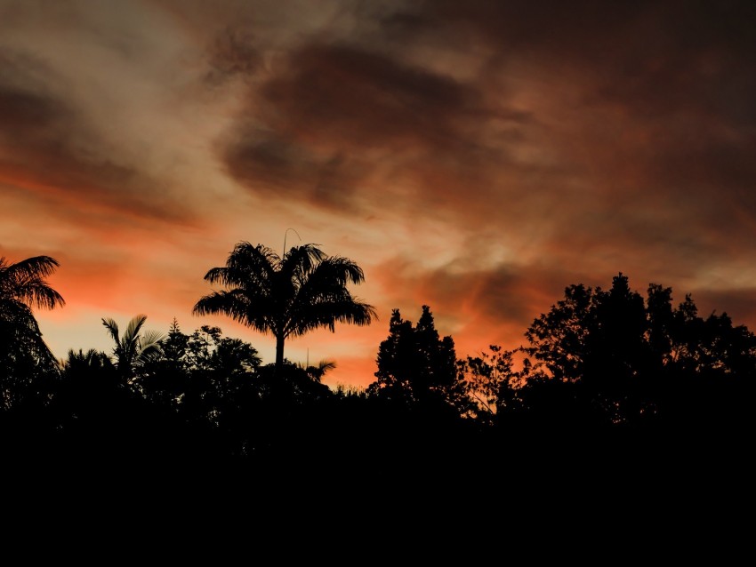 Free download | HD PNG evening trees outlines dark sunset clouds 4k ...