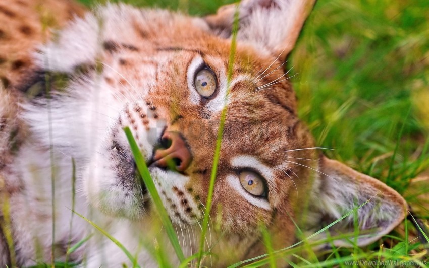 Free download | HD PNG eyes face grass lie lynx wallpaper background ...