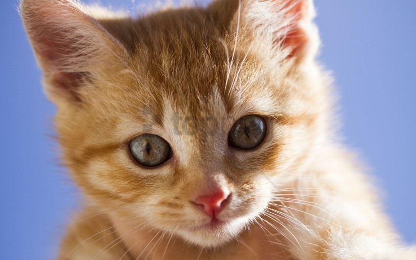 Free download | HD PNG eyes face kitten red scared wallpaper background ...