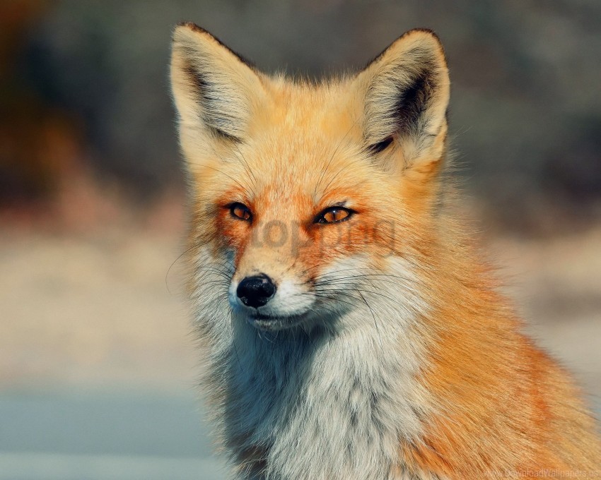 Fox Imageid Free download | HD PNG eyes fox look wallpaper background best stock ...