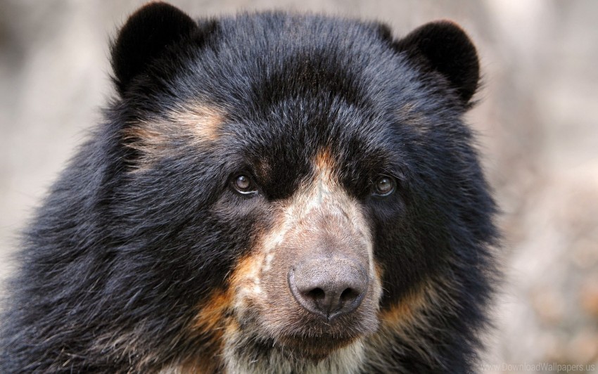 Free download | HD PNG eyes hair nose spectacled bear wallpaper ...