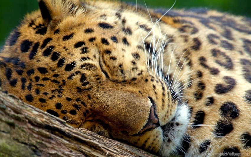 Free download | HD PNG eyes leopard muzzle sleep wallpaper background ...