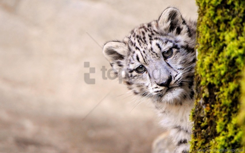 Free download | HD PNG face look out snow leopard tree young wallpaper ...