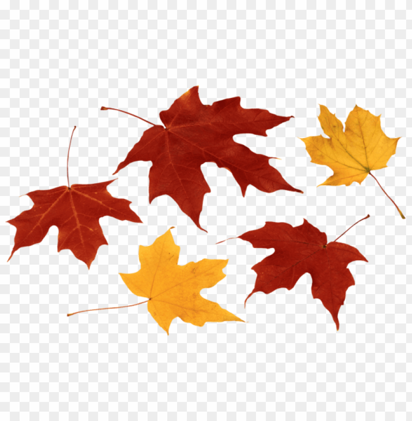 Free download | HD PNG fall leaves clipart png photo - 55036 | TOPpng