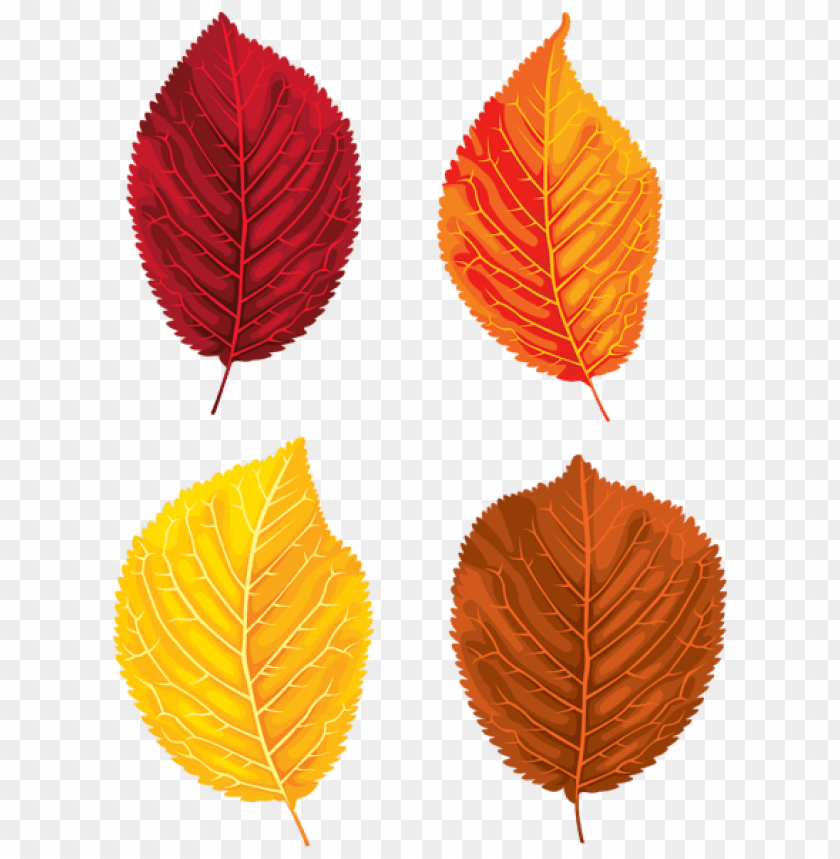 Free download | HD PNG fall leaves set clipart png photo - 52814 | TOPpng