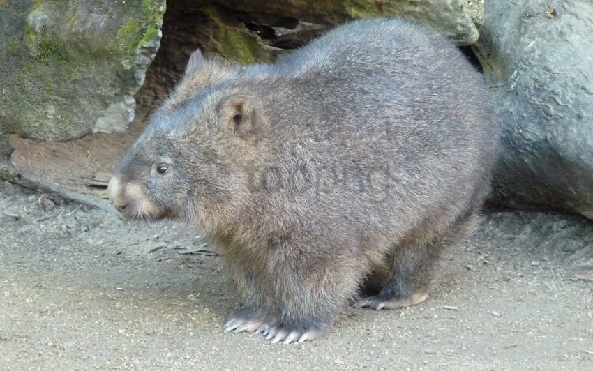 Free download | HD PNG family marsupials walk wombat wool wallpaper ...