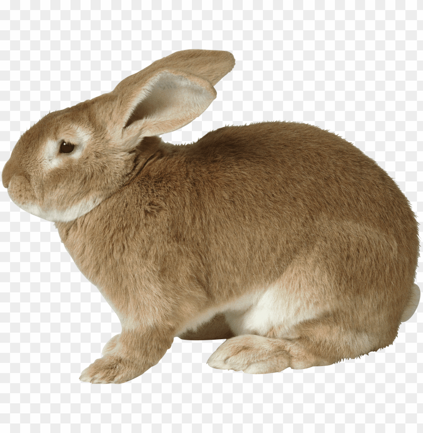 Free download | HD PNG fat rabbit | TOPpng
