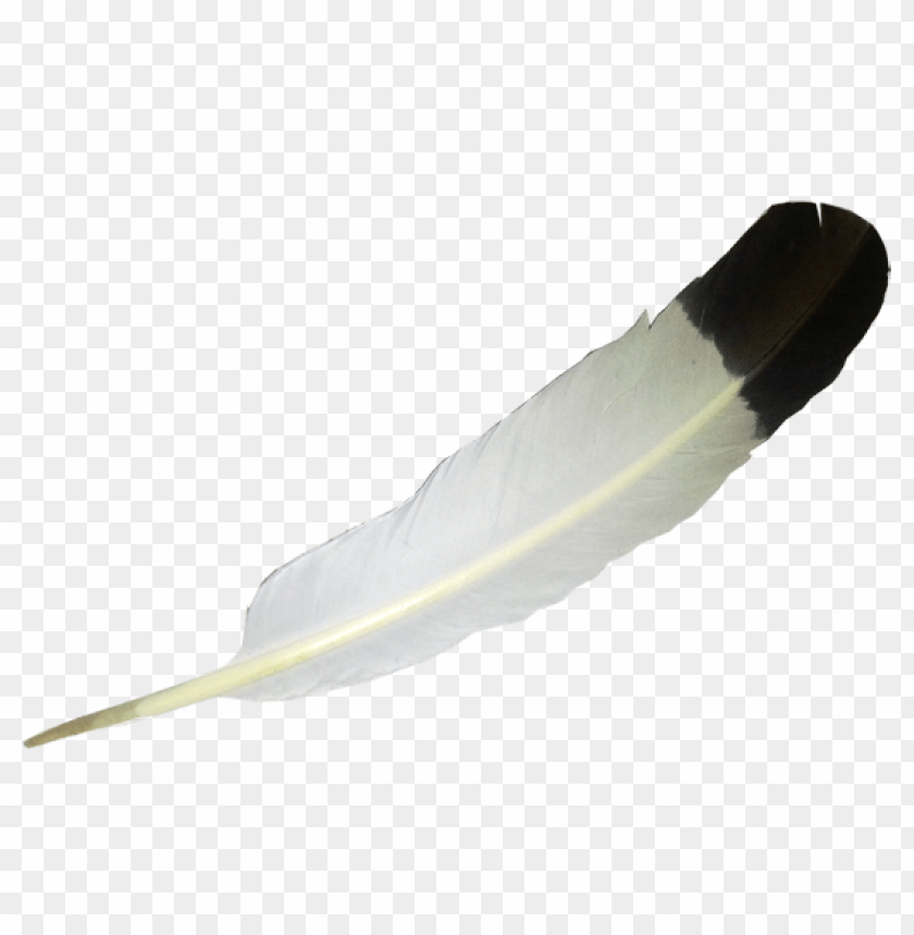 Free download | HD PNG black and white feather with smooth texture png ...