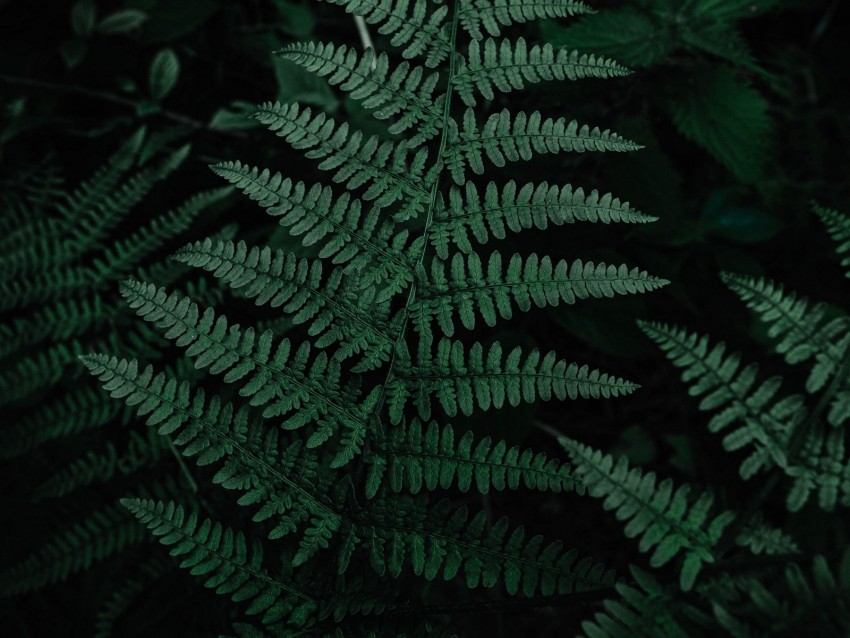 Green Leaves Fern Png cutout PNG & clipart images | TOPpng