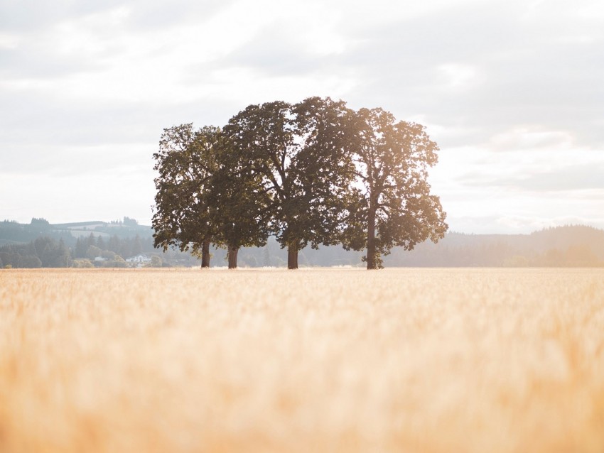 Field Trees Landscape Sunlight Nature Background Toppng