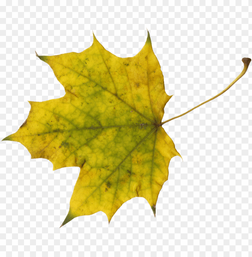 Free download | HD PNG file size leaf PNG transparent with Clear ...