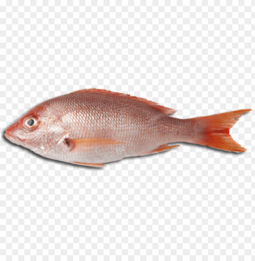 Free download | HD PNG fish meat png PNG transparent with Clear ...